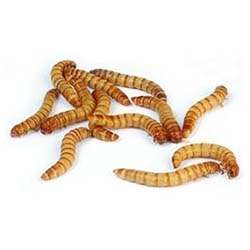 download giant mealworms